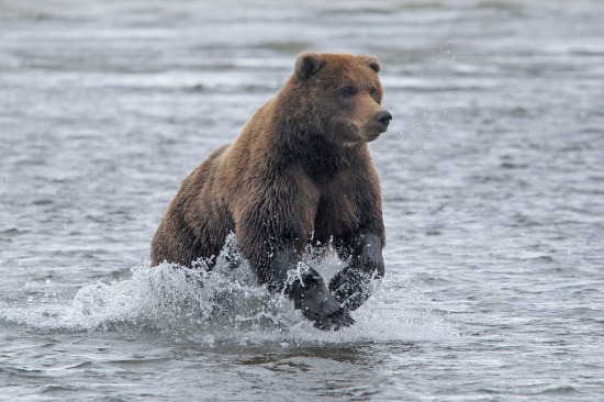 Brown bear chasing a salmon