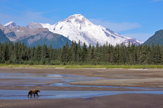Brown Bear with Mt. Illiamna