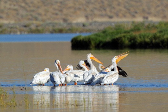 Roosting white pelicans